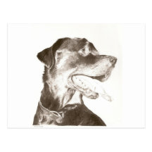Rottweiler Drawing Canine Art Portrait Postcard