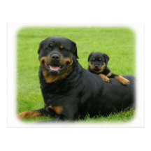 Rottweiler et chiot cartes postales
