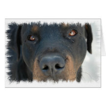 Rottweiler Greeting Card