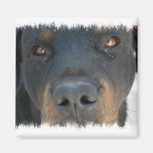 Rottweiler Magnet