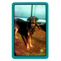 Rottweiler mix magnet