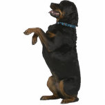 Rottweiler Acrylic Cut Outs