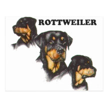 Rottweiler Post Cards