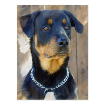 Rottweiler Postcard