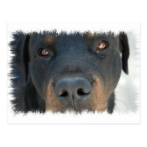 Rottweiler Postcard