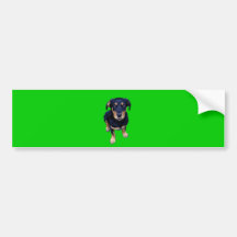 rottweiler puppy black tan dog eye contact bumper stickers