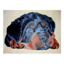 Rottweiler Puppy Portrait Post Cards