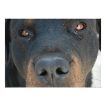 Rottweiller Invitation