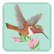 Roufus Hummingbird