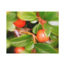 Rouge de baie impressions sur toile
