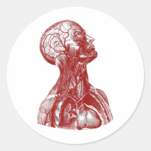 Rouge de buste d'anatomie adhésifs ronds
