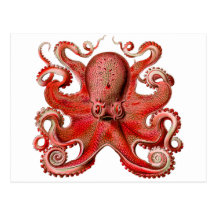 Rouge de poulpe de Haeckel Cartes Postales