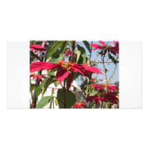 rougeur partout cartes avec photo