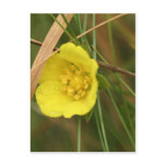 rough buttercup postcard
