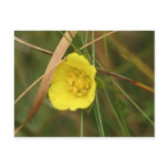 rough buttercup post cards