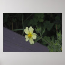 Rough Cinquefoil Poster