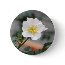 ROUND around Pinback Buttons