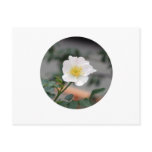 ROUND around postcards
