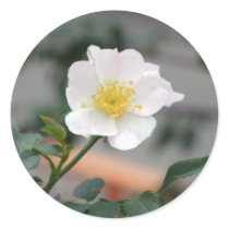 ROUND around Round Sticker