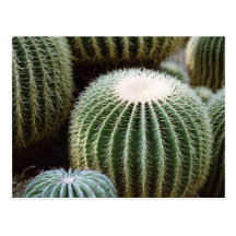 Round Cacti Post Cards