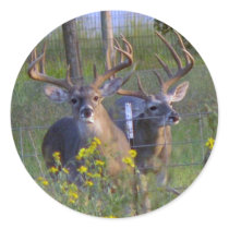 Round Stickers