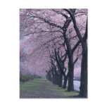 Row of cherryblossom trees post cards