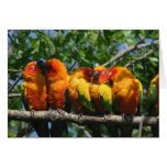 Row of Cute Little Parrots Snuggling Card