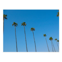 Row of Palm Trees Postcard