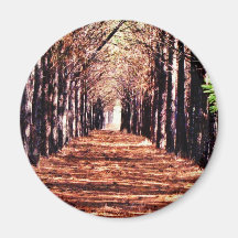 Row of Pine Trees in Forest Fridge Magnet