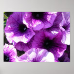 row of purple petunias posters