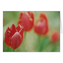 "Row of Red" Greeting Card