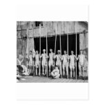 Rowing Crew, 1916 Postcards