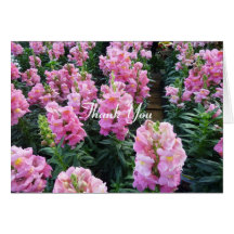 Rows Of Pink flowers Cards