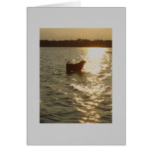 roxiesunset cards