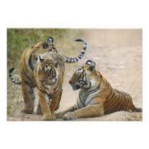 Royal Bengal Tiger and young ones, Ranthambhor