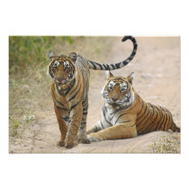 Royal Bengal Tiger and young, Ranthambhor