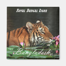 Royal Bengal Tiger Fridge Magnets