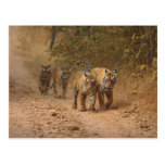 Royal Bengal Tigers on the move, Ranthambhor Postcard