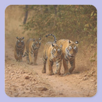 Royal Bengal Tigers on the move, Ranthambhor stickers