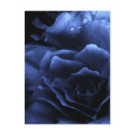 Royal Blue Close Up of a Double Begonia Postcard