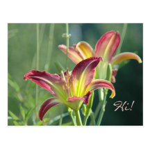 Royal Daylily Greetings Post Card