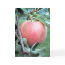 Royal Gala Apple Cards