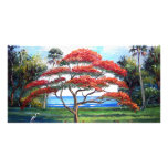 Royal Poinciana Tree Art photo cards