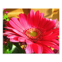 Royal Rose Mum Photo Print