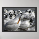 Royal Tern in a Mixed Flock of Terns Posters