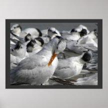 Royal Tern in a Mixed Flock of Terns Posters