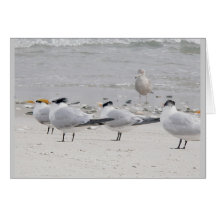 Royal Terns Note Card