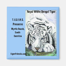 Royal White Bengal Tiger magnet