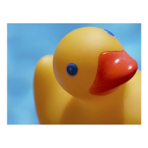 Rubber Duck Close-Up Postcard