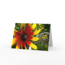 Rubeckia Birthday cards